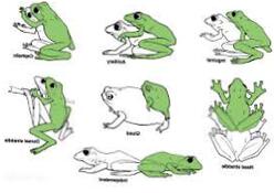 Free Frog Pic Porno Intercourse 1200x811