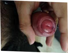 My Precum Penis And Just Plain Old Masturbating Photo Album By Tomandjerry12 Xphotos 1200x900